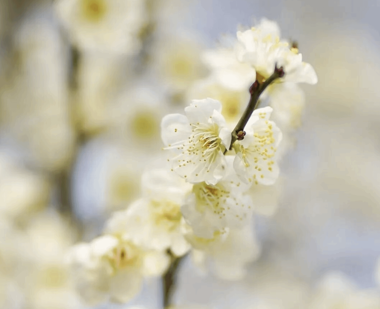 春遇·花色满杏林